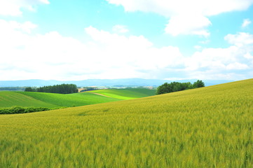 Fototapeta premium Green Plantation Fields in Biei, Hokkaido, Japan