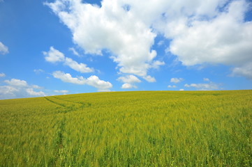 Green Plantation Fields in Biei, Hokkaido, Japan