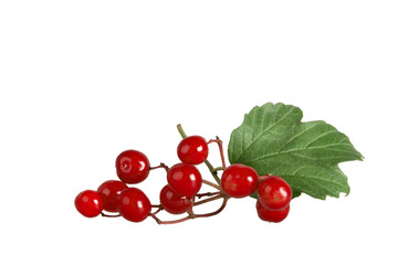 Калина красная,изолирована.