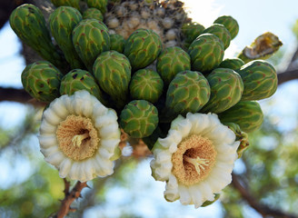 Blüten und Knospen an einem Saguaro-Kaktus in Arizona
