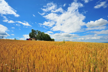 Yellow Wheat Fields in Biei, Hokkaido, Japan