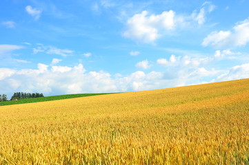 Yellow Wheat Fields in Biei, Hokkaido, Japan