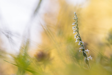Spiranthes spiralis, commonly known as autumn lady's-tresses