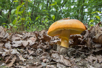 Bottom view on Caesar's mushroom (Amanita caesarea) an oak fores