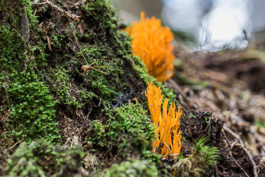 Yellow stagshorn (Calocera viscosa) in moss and pine needles