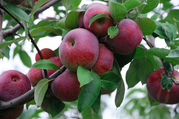 red apples on the tree