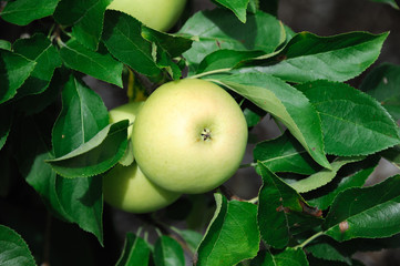 green apples on the tree