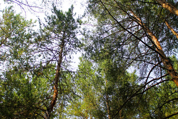 Pine forest