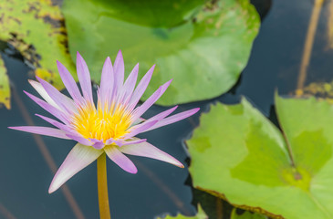 Soft blurred of the colourful lotus flower in lotus park.
