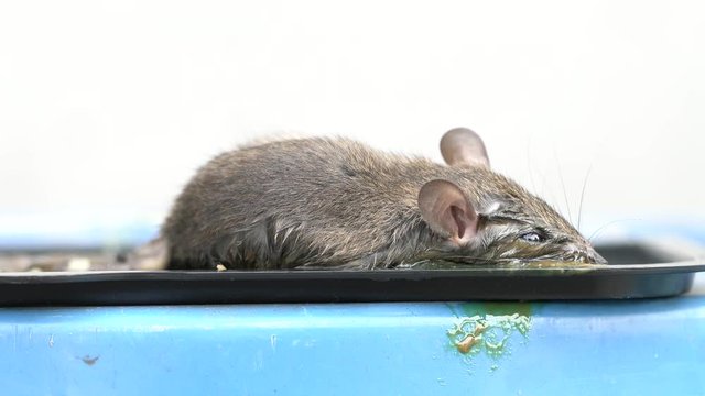 Small rat in black glue trap