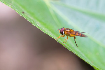 Beautiful Insect in Thailand