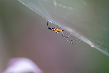 colour Spider waiting for prey in the forest,Thailand