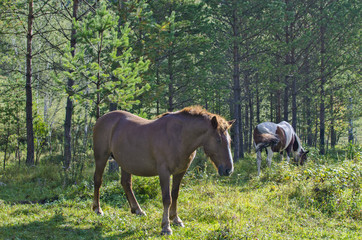 Obraz premium the mare the brown pregnant woman is grazed in the wood 
