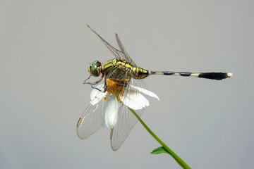 Beautiful nature scene with butterfly Common Darter, Sympetrum s
