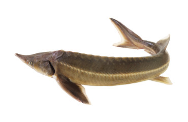 Fresh sturgeon fish isolated on white background