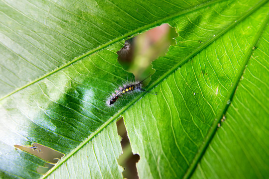 Colorful Caterpillar Creeping Slowly. Beautiful Insect. Summerti