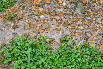 stone in water and grass
