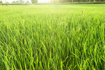 bright sunset on green grass field background