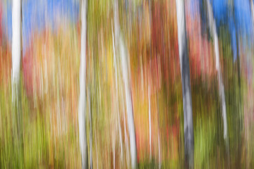 Birches in sunny fall forest