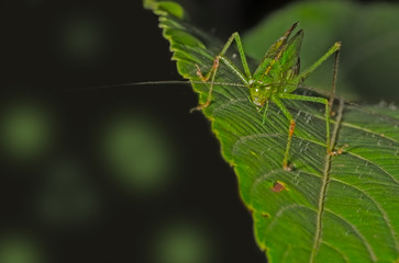 Bush Grasshopper