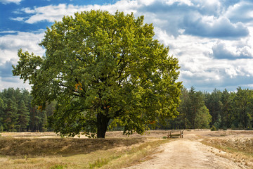 The big tree in the forest