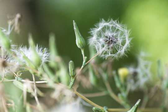 Fototapeta Wild dandelions in late summer