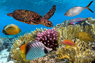 Obraz premium Green turtle swimming in blue ocean