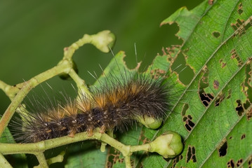 Field Cricket insect