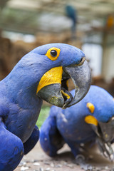 close up hyacinth   macaw bill ,head shot