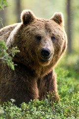 brown bear (ursus arctos) portrait