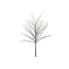 Winter Oak Tree Isolated on White 3D Illustration