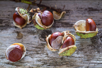 chestnuts
