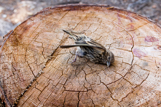 Dead sparrow bird