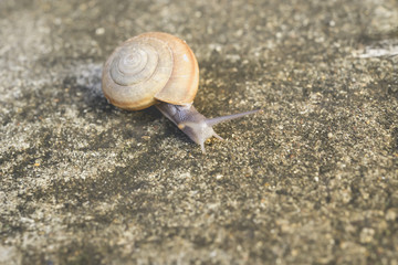 snail
