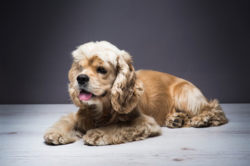 Dog on a white wooden floor. American cocker spaniel lying and looking to side with interest. Young...