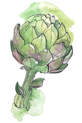 artichoke watercolor illustration