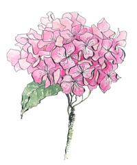 hydrangea watercolor illustration