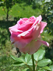 Beautiful pink rose in the garden/Beautiful pink rose in the garden