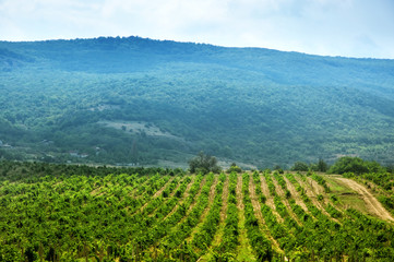 Vineyard against mountain