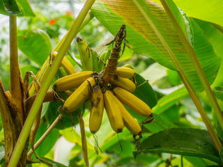 Wild seeded banana