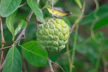 Sugar Apple or Custard Apple