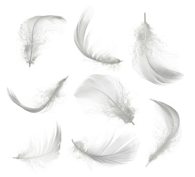 Collection of white feather isolated on white background