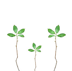 Twigs on white background. pattern 