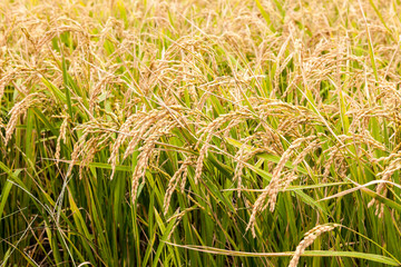 頭を垂れる黄金色の稲穂