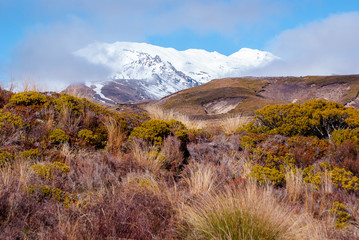 Bushes in front of volcano in tongariro national park