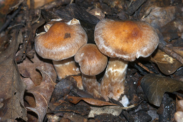 Webcap fungus - Cortinarius sp