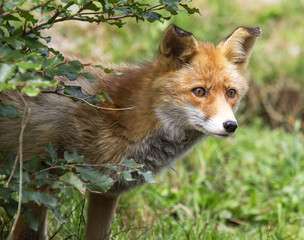 Fototapeta premium Red Fox (Vulpes Vulpes)