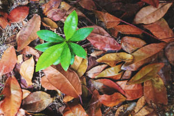 Top view, beginning  growth green plants emerge from dead dried leaves, concept of new development or new life and hope, never give up from obstacle