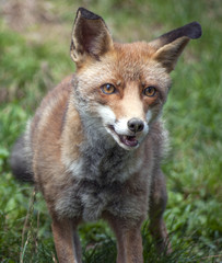 Red Fox (Vulpes Vulpes)