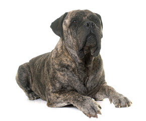 bull mastiff in studio